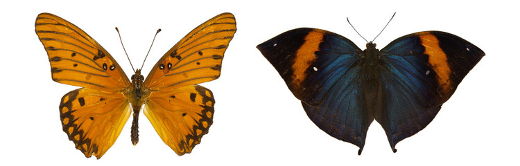 Kallima inachus isolated. Agraulis vanillae isolated.mix set of beautiful butterflies on a white background. set of butterflies. butterfly isolated on white background.set butterflies on white 