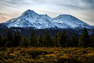 Forest Below Mount Shasta, Northern California