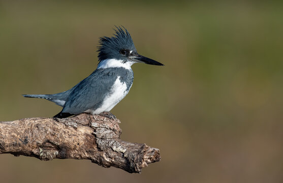 Belted Kingfisher in Florida © Harry Collins