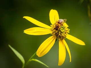 Naklejka premium Bee On Top