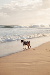 Australian Shepherd puppy and owner play on the beach