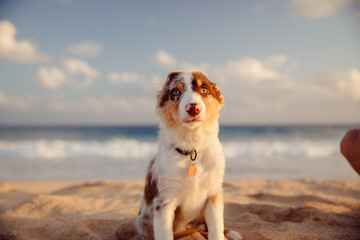 Australian Shepherd puppy and owner play on the beach