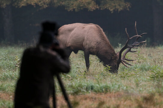 Photographer taking pictures of an elk