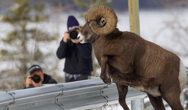 Photographers taking pictures of a bighorn sheep ram