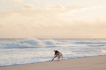 Australian Shepherd puppy and owner play on the beach