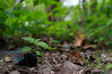 foto de una plante  de un gardin 