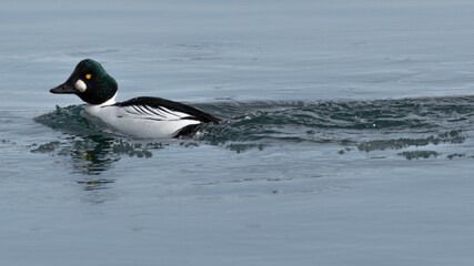 Common Goldeneye (Bucephala clangula) male duck swimming in lake water in the winter season. Nature and wildlife bird photography background