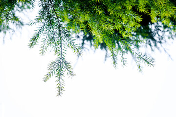 Fresh Green Springer fern in focus with white background