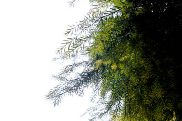 Fresh Green Springer fern in focus with white background