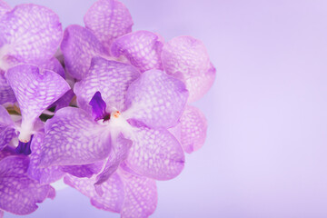 Vanda orchids on pink background