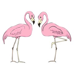 Flamingos in different poses. Cartoon flamingos. Set of flat color illustrations. Clipart elements.