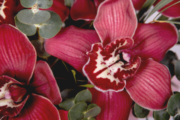 Cymbidium orchids on background