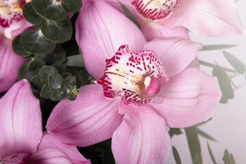 Cymbidium orchids on background