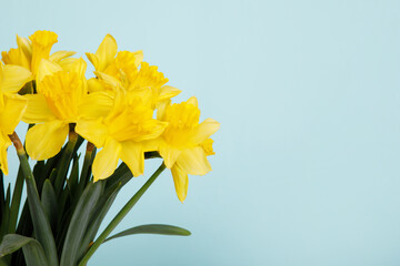 Yellow Double tulips on green