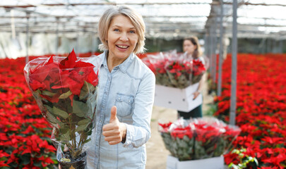 Portrait of happy woman with potted Euphorbia pulcherrima (poinsettia) in glasshouse on background with red flowering field
