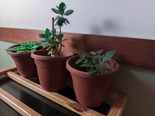 plant in a pot on the wall