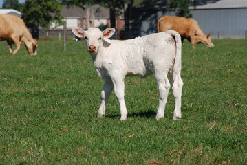 Obraz na płótnie Canvas Cute White Calf in Pasture Facing Camera with Brown Cows in Background Green Grass Copyspace Farm Animals on Ranch Livestock in Rural Area Raising Animals for Food and Milk Domesticated Animal