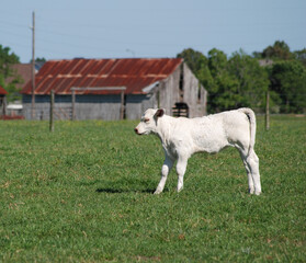 White Calf in Pasture with Barn in Background Green Grass Copyspace Cow Farm Animals Raising Livestock on Ranch for Milk or Beef Large Animals Outdoors