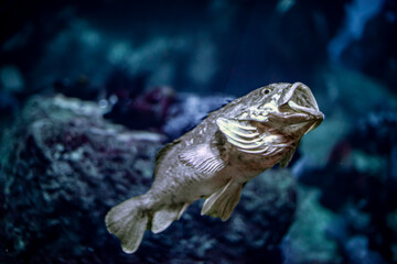 Obraz premium Eastern seabass opened its mouth / Sebastes taczanowskii / sea bass