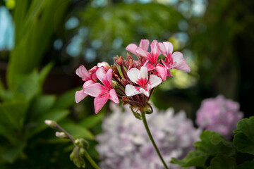 Obraz premium White and pink flowers