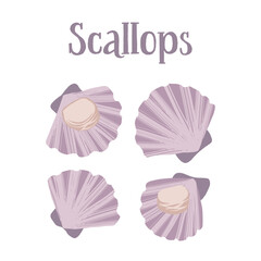 Seafood healthy nutrition product. Scallops in the shells.