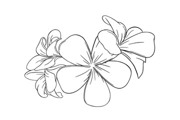 Frangipani or plumeria tropical flower for leis. Engraved frangipani isolated in white background. Outline vector illustration