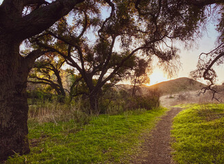 Road through oak tree forest with sunlight creating natural mystical colors 