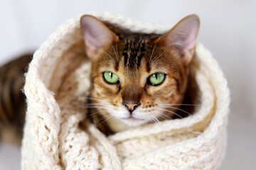 A Bengal cat in a warm white knitted wool scarf. Soft Focus