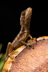 Baby Basilisk on Coconut Mouth Open