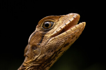 Brown Basilisk Eye Head Mouth Open