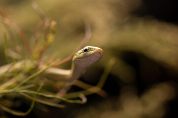 Rough Green Snake in Foliage