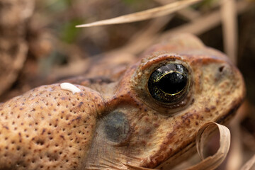 Poison Gland and Eye of Cane Toad