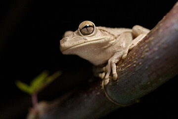 Cuban Tree Frog at Night