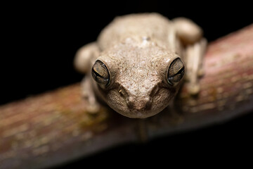 Cuban Tree Frog at Night