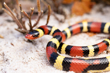 Scarlet Kingsnake on Sand Coral Snake Mimic