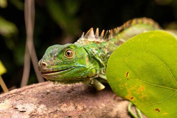Green Iguana Climbing in Leaves