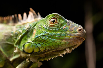 Green Iguana Face Eye Scales Close-up