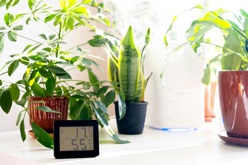 Healthy home. Thermometer and hygrometer. Air humidity measurement. Optimum humidity at home. Thermometer in the interior, among houseplants - obrazy, fototapety, plakaty