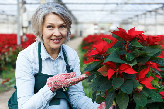 Happy middle-aged female standing with flowering Poinsettias in her greenhouse on background with red plantation
