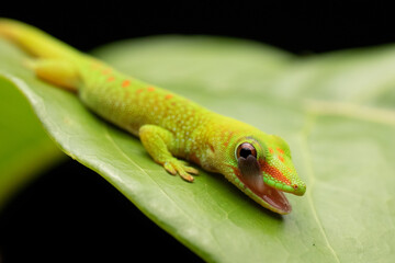 Green Day Gecko on Leaf