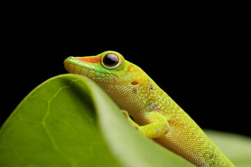 Green Day Gecko on Leaf