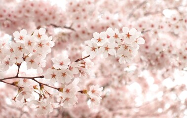 美しい桜の花、日本の春の風景、ソメイヨシノ、背景素材