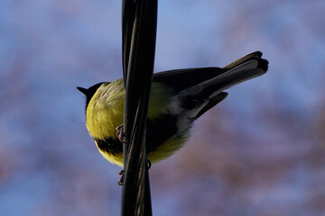Great tit from below sitting on a power line