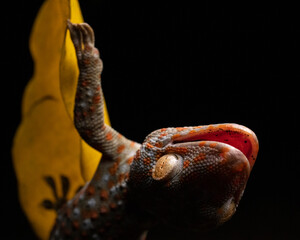 Tokay Gecko Mouth Open Upside Down on Leaf