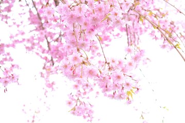 Naklejka na ściany i meble 美しい桜の花、枝垂れ桜、日本の春の風景