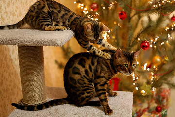 Bengal cats play together on a scratching post on the background of a Christmas tree, Christmas...