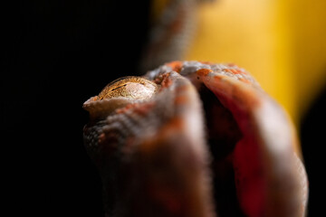 Tokay Gecko Mouth Open Upside Down on Leaf