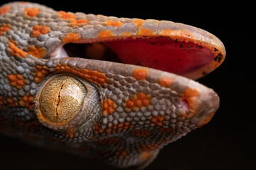 Tokay Gecko Mouth Open Upside Down Close-up