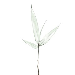 Bamboo leaf on a white background.