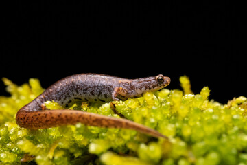 Four-toed Salamander on Moss Close-up